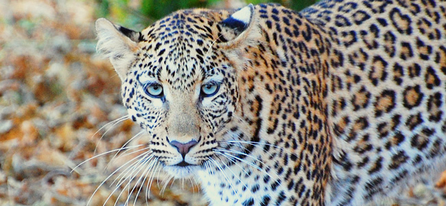Game Drive im Chobe Nationalpark in Botswana