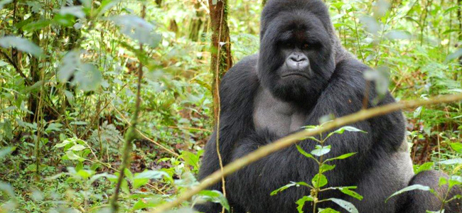Berggorilla Trekking Vulkan Nationalpark in Ruanda